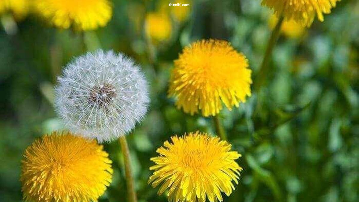 Antioksidan Özellikleri