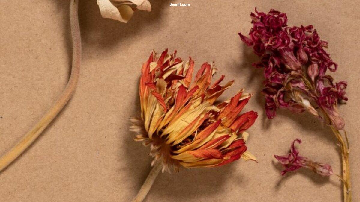Kurumuş Çiçeklerin Enerjisi ve Etkileri